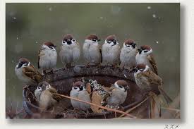 わたしはどの鳥だろう？