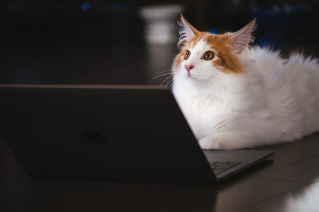 【Pug】Atom と Prepros を見方につけて爆速コーディングがしたい【Sass・Scss】
